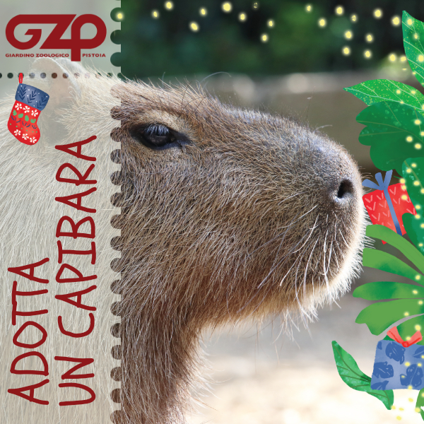 adotta un capibara natale