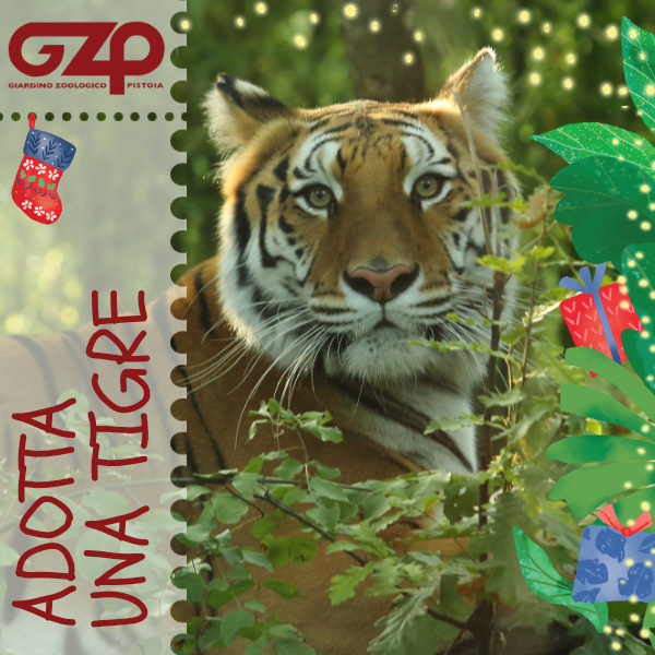 adotta una tigre natale